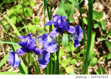 花が小ぶりのコアヤメ（小菖蒲） 103501914