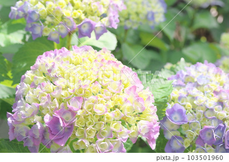 咲き始め色づき始めた紫陽花 103501960