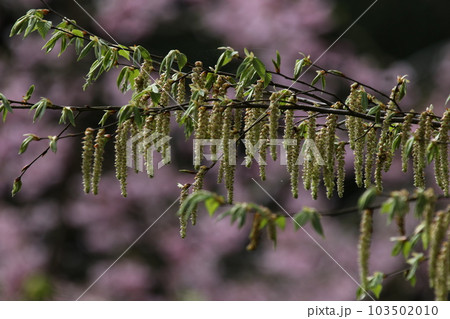 垂れ下がるように咲く、イヌシデの花 103502010