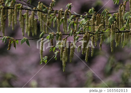 垂れ下がるように咲く、イヌシデの花 103502013