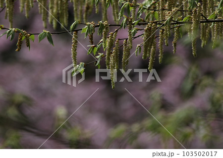 垂れ下がるように咲く、イヌシデの花 103502017