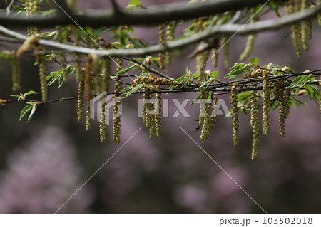 垂れ下がるように咲く、イヌシデの花 103502018