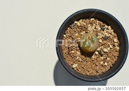 脱皮するコノフィツムの鉢植え 脱皮するコノフィツムの鉢植え 103502057