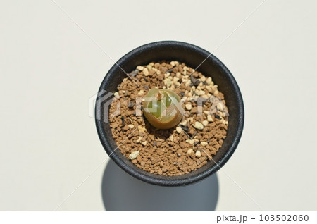 脱皮するコノフィツムの鉢植え 脱皮するコノフィツムの鉢植え 103502060