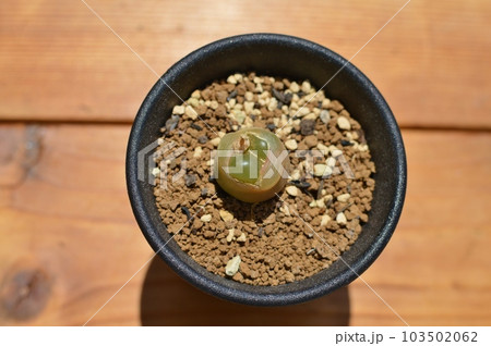 脱皮するコノフィツムの鉢植え　　　 103502062