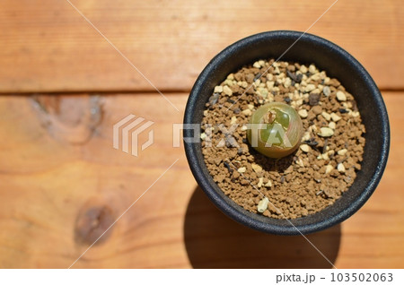 脱皮するコノフィツムの鉢植え　　　 103502063