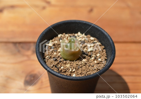 脱皮するコノフィツムの鉢植え 脱皮するコノフィツムの鉢植え 103502064