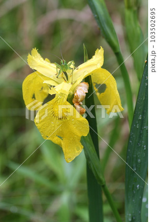 キショウブの花の上に乗った、ヤブキリの幼虫 キショウブの花の上に乗った、ヤブキリの幼虫 103502695