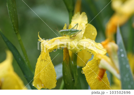 キショウブの花の上に乗った、ヤブキリの幼虫 キショウブの花の上に乗った、ヤブキリの幼虫 103502696
