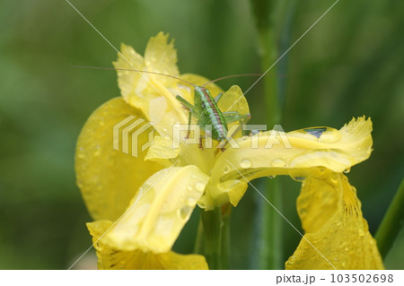 キショウブの花の上に乗った、ヤブキリの幼虫 103502698