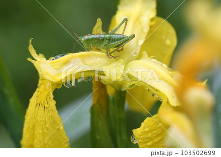 キショウブの花の上に乗った、ヤブキリの幼虫 キショウブの花の上に乗った、ヤブキリの幼虫 103502699