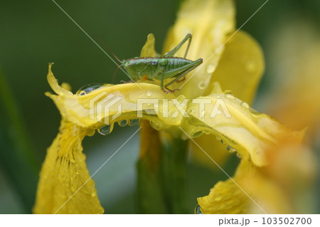 キショウブの花の上に乗った、ヤブキリの幼虫 キショウブの花の上に乗った、ヤブキリの幼虫 103502700