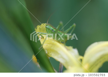 キショウブの花の上に乗った、ヤブキリの幼虫 キショウブの花の上に乗った、ヤブキリの幼虫 103502703