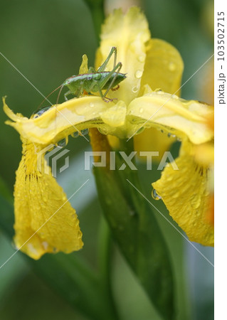 キショウブの花の上に乗った、ヤブキリの幼虫 キショウブの花の上に乗った、ヤブキリの幼虫 103502715