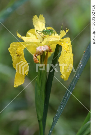 キショウブの花の上に乗った、ヤブキリの幼虫 キショウブの花の上に乗った、ヤブキリの幼虫 103502716