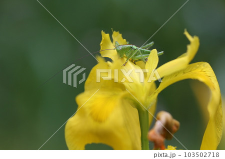 キショウブの花の上に乗った、ヤブキリの幼虫 キショウブの花の上に乗った、ヤブキリの幼虫 103502718