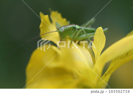 キショウブの花の上に乗った、ヤブキリの幼虫 キショウブの花の上に乗った、ヤブキリの幼虫 103502719