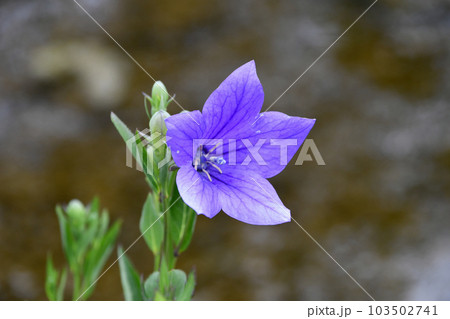 キキョウ キキョウ 103502741