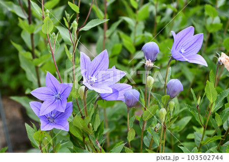 キキョウ キキョウ 103502744