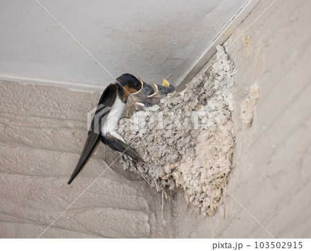 燕の親鳥が雛に餌を与えている瞬間 103502915
