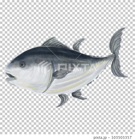 金槍魚的插圖 103503357