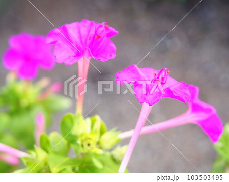 オシロイバナの花のアップ 103503495