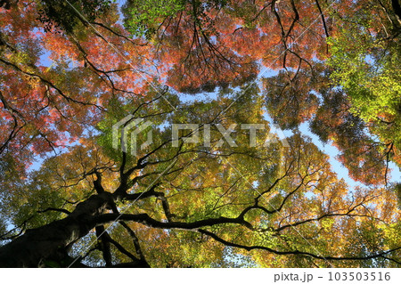 神奈川県鎌倉市二階堂　臨済宗円覚寺派錦屏山瑞泉寺山門前の空を埋め尽くす紅葉 103503516