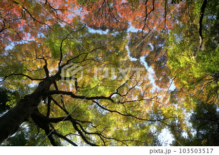 神奈川県鎌倉市二階堂　臨済宗円覚寺派錦屏山瑞泉寺山門前の空を埋め尽くす紅葉 103503517