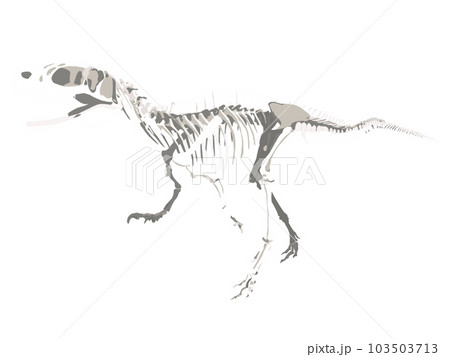 恐竜の骨格標本 背景なしのイラスト素材 [103503713] - PIXTA, 画像サイズ:450x357