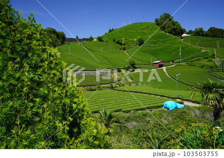 京都府景観資産・和束石寺の新茶の季節 京都府景観資産・和束石寺の新茶の季節 103503755