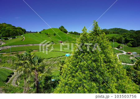 京都府景観資産・和束石寺の新茶の季節 103503756