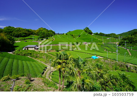 京都府景観資産・和束石寺の新茶の季節 京都府景観資産・和束石寺の新茶の季節 103503759