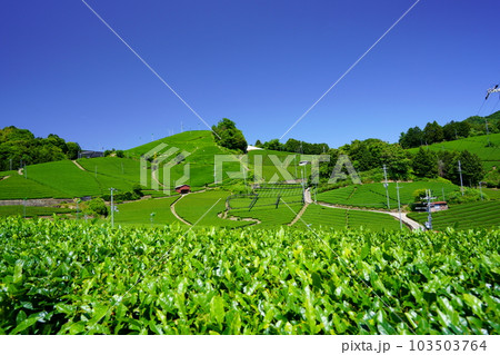 京都府景観資産・和束石寺の新茶の季節 京都府景観資産・和束石寺の新茶の季節 103503764