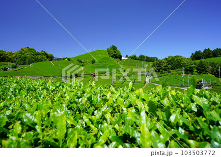 京都府景観資産・和束石寺の新茶の季節 103503772