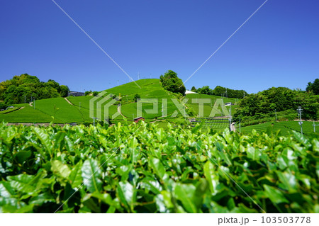 京都府景観資産・和束石寺の新茶の季節 103503778