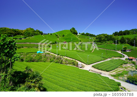 京都府景観資産・和束石寺の新茶の季節 103503788