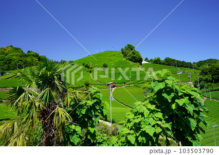 京都府景観資産・和束石寺の新茶の季節 103503790