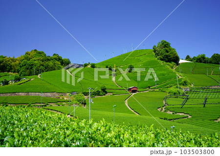 京都府景観資産・和束石寺の新茶の季節 京都府景観資産・和束石寺の新茶の季節 103503800