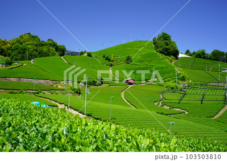 京都府景観資産・和束石寺の新茶の季節 京都府景観資産・和束石寺の新茶の季節 103503810