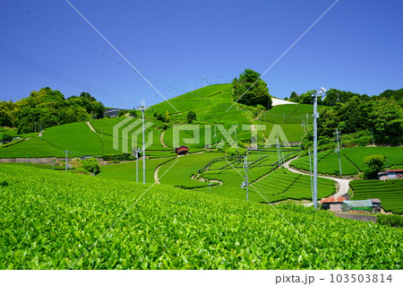 京都府景観資産・和束石寺の新茶の季節 103503814