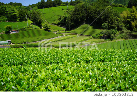 京都府景観資産・和束石寺の新茶の季節 京都府景観資産・和束石寺の新茶の季節 103503815