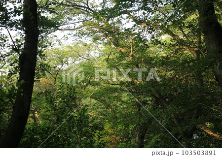 三ッ池公園を歩いた 三ッ池公園を歩いた 103503891