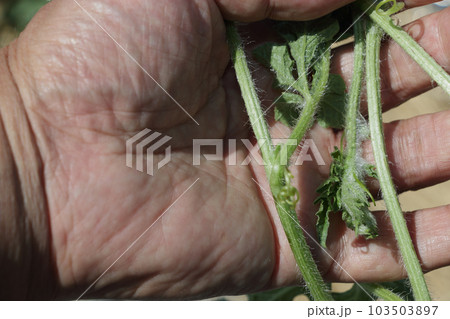 西瓜の六月の作業　孫ツル切り 103503897