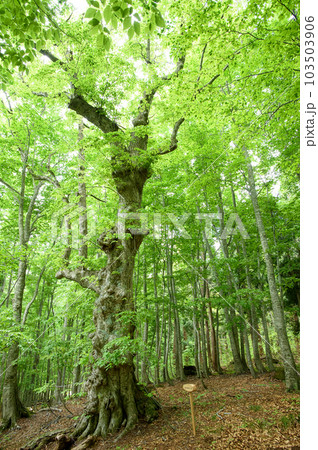 新しい白神のシンボル　こまいぬシナノキ　秋田県 103503906
