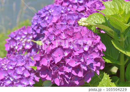 あじさい 103504229