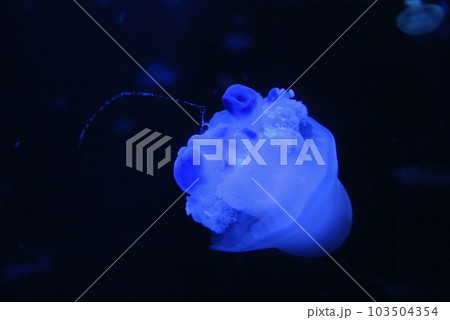 水族館の生きもの（クラゲ） 103504354