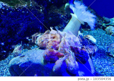 水族館の生きもの（フウセンウオ） 103504356
