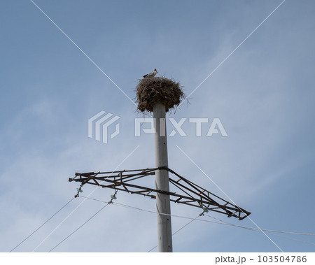 Stork nest on a power line pole. No people.  103504786