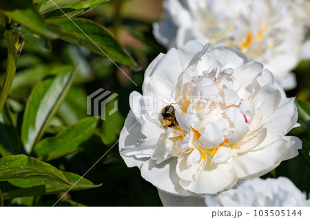 A hairy bumblebee is hard at work collecting nectar from a blooming white peony bud. 103505144