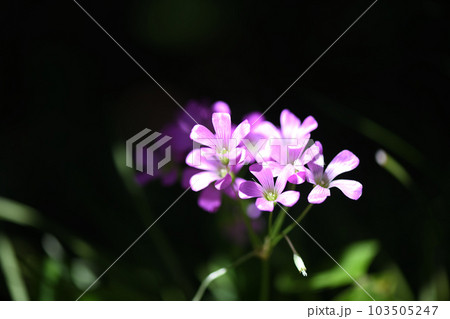 ムラサキカタバミ（紫片喰） 103505247